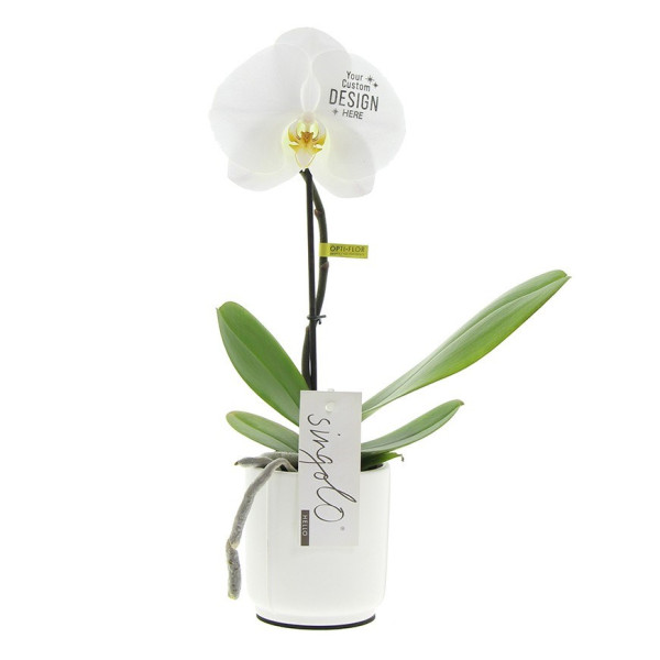 Message Printz® - Orchidee in Geschenkbox