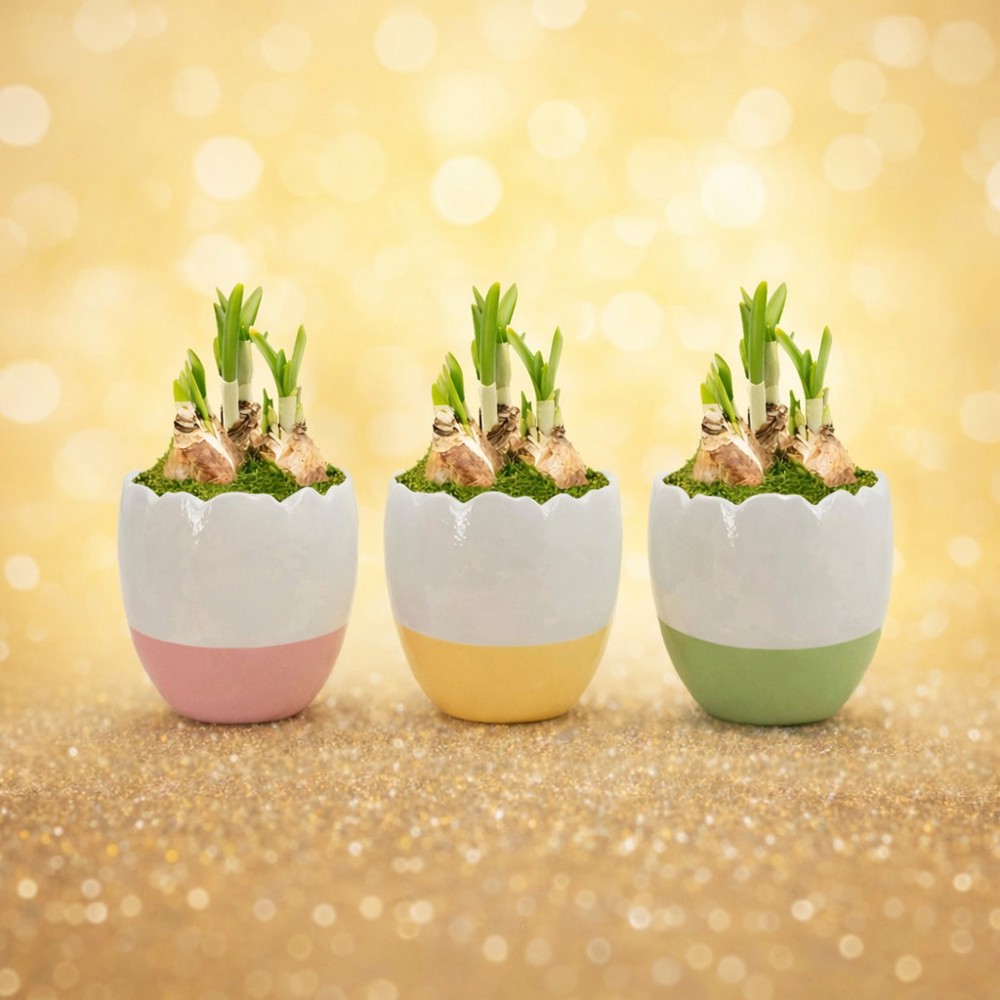 Easter colourful stand medium - Narzisse, In Zellophan