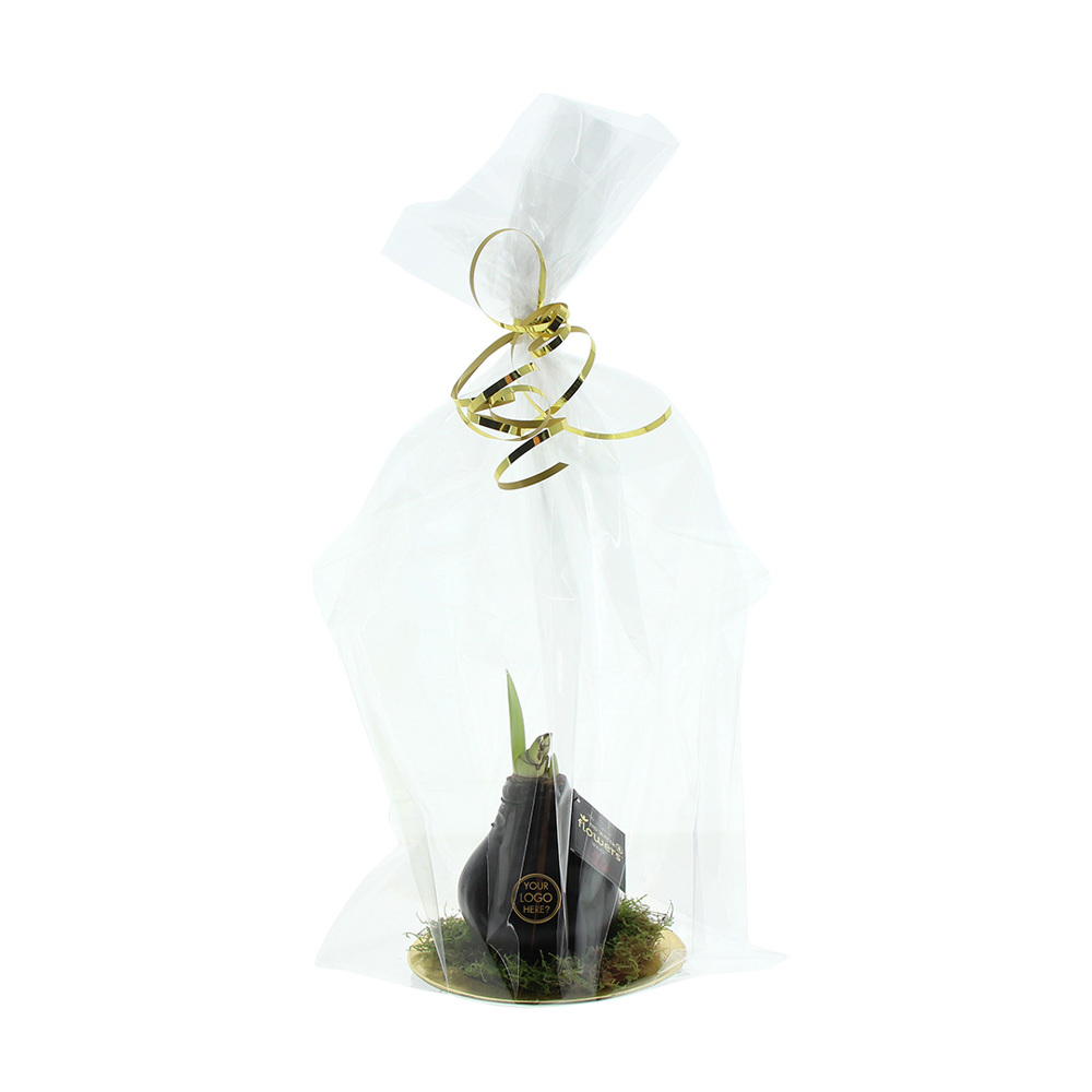 No Water Flowers® - Waxz® on golden dish, In Geschenkbox, Gold