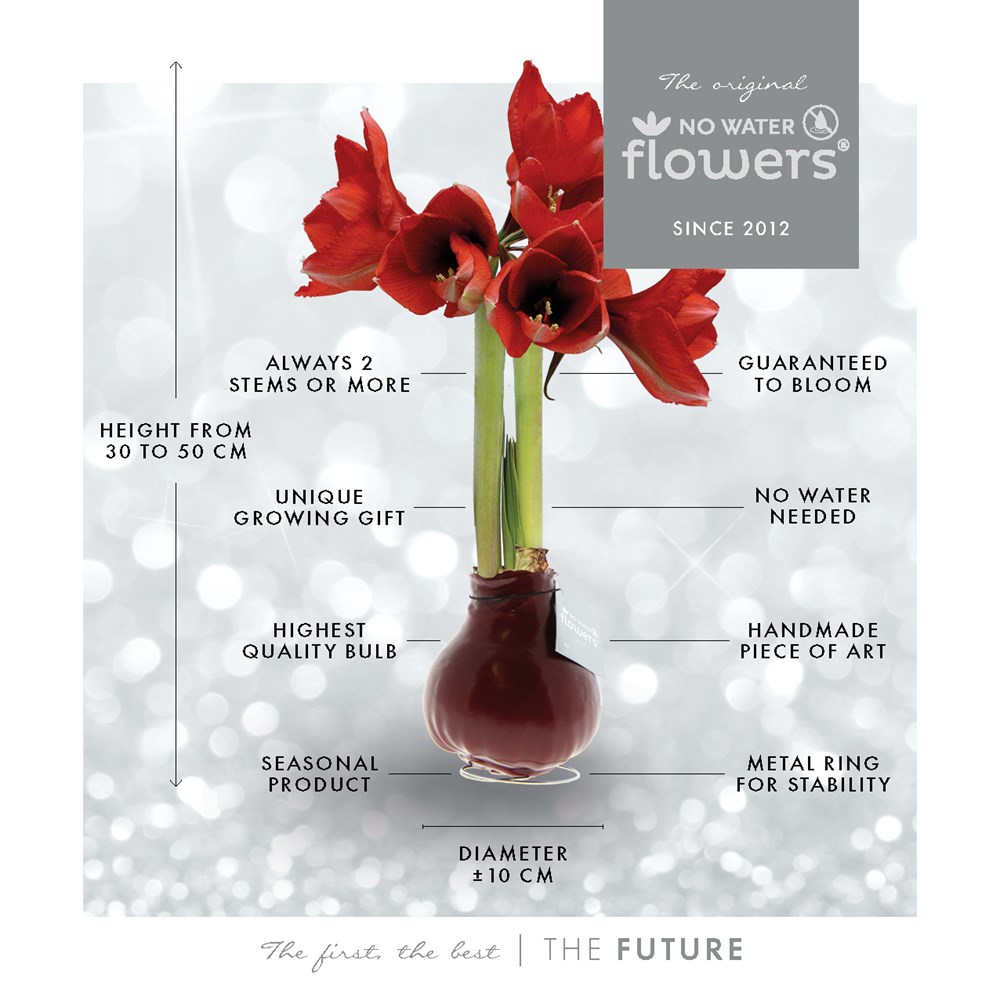 No Water Flowers® - Waxz® on golden dish, In Geschenkbox, Gold